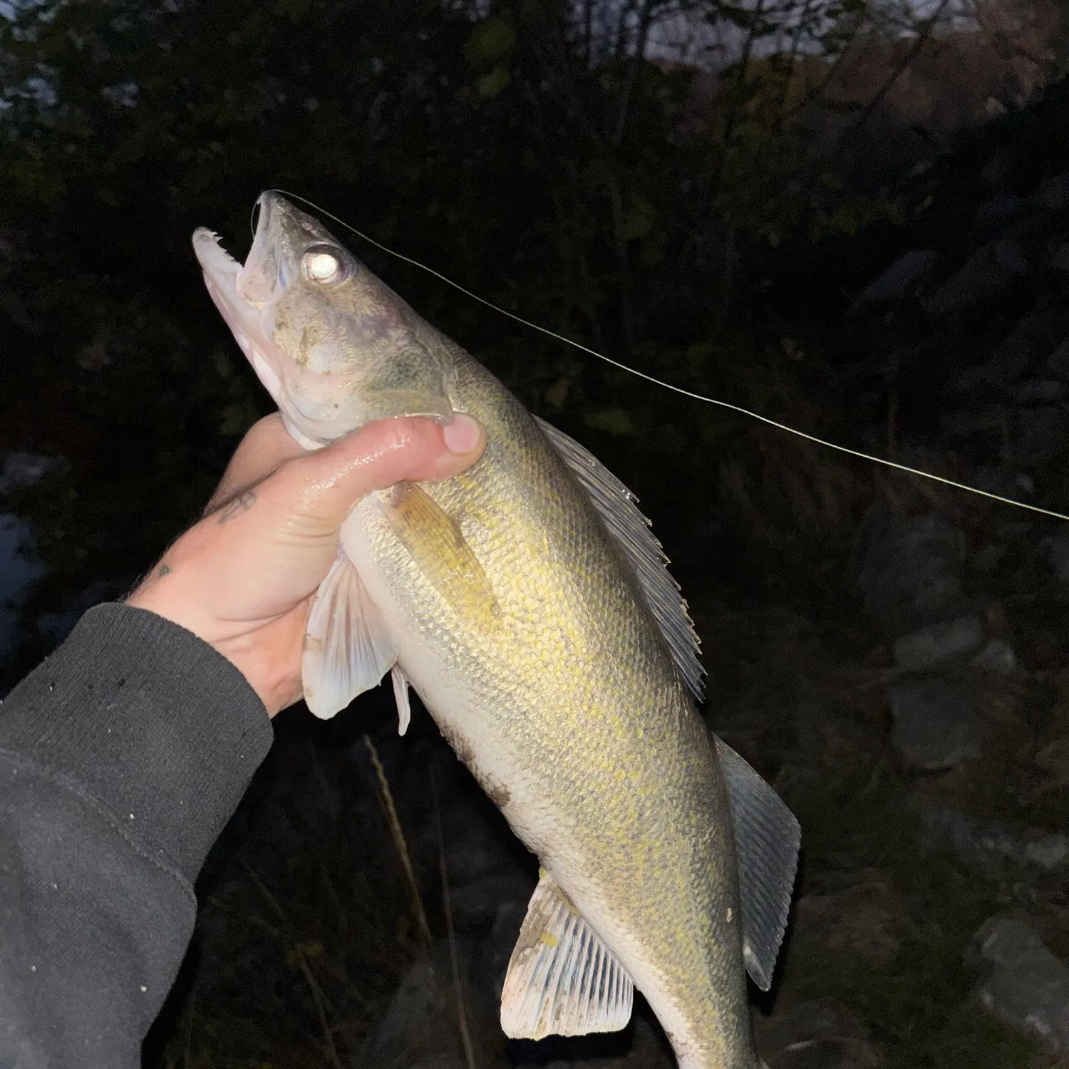 Walleye caught on Fishbrain