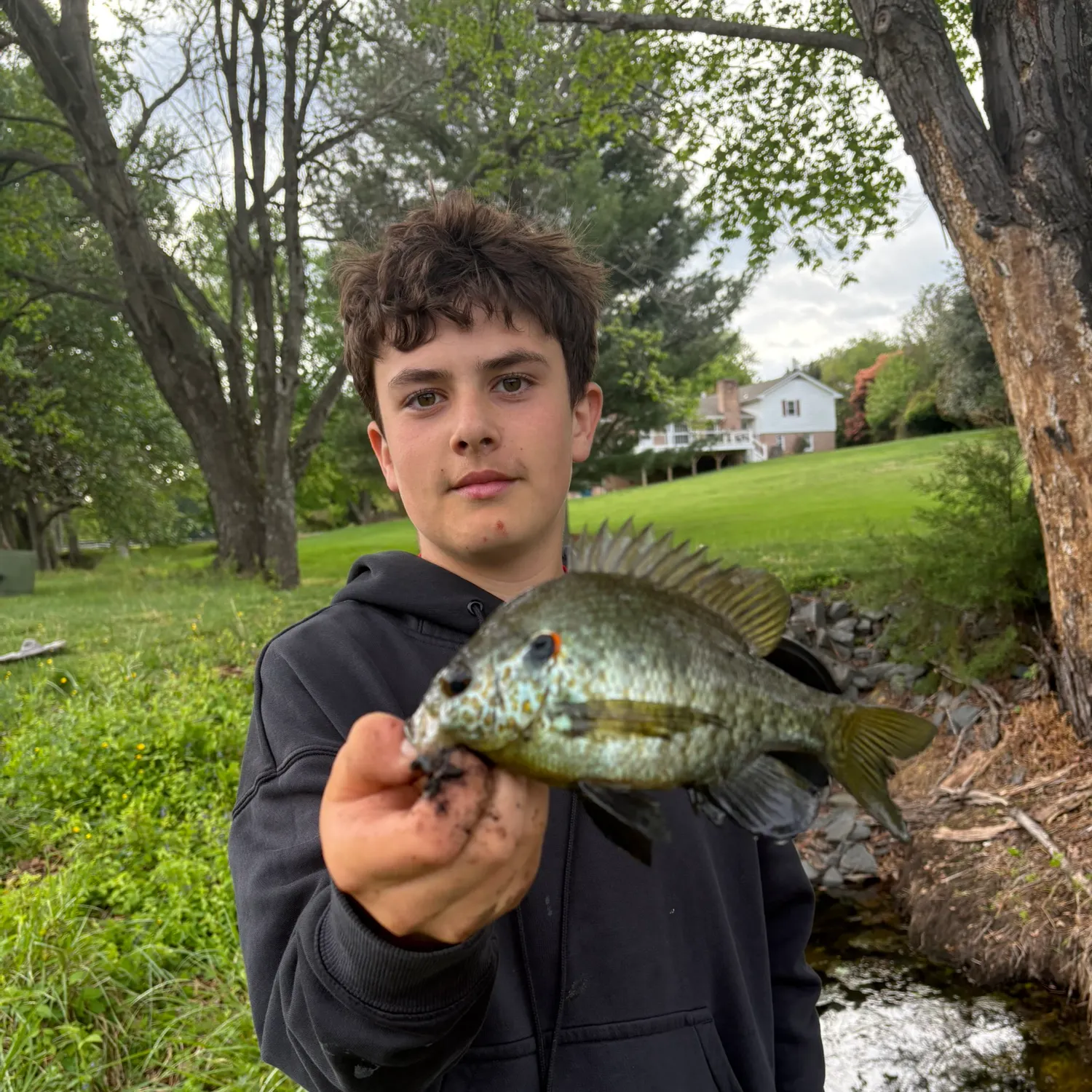 The most recent Longfin tilapia catches on Fishbrain