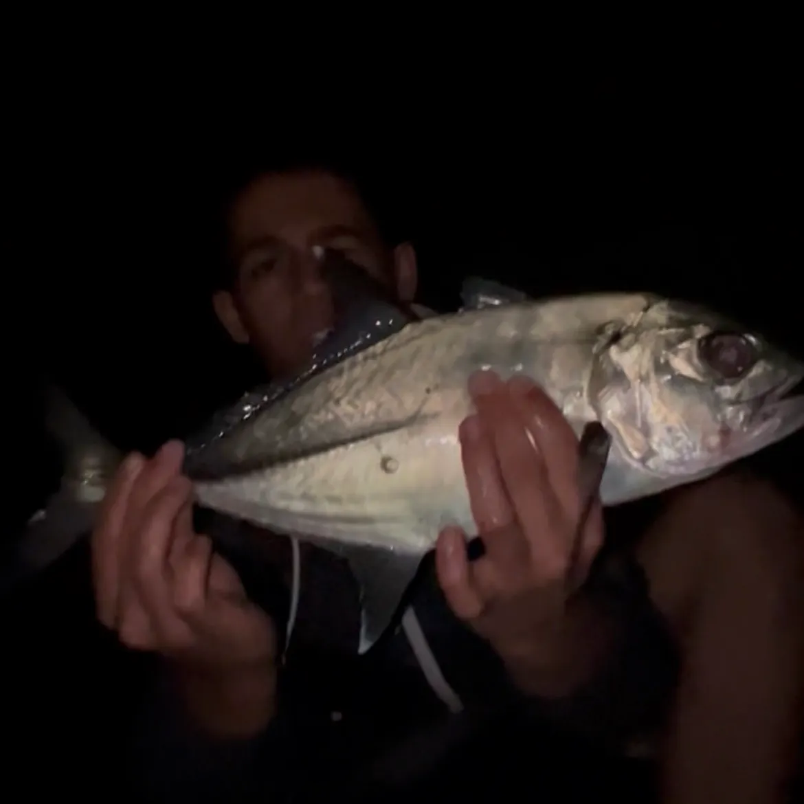 The most recent Bigeye trevally catches on Fishbrain