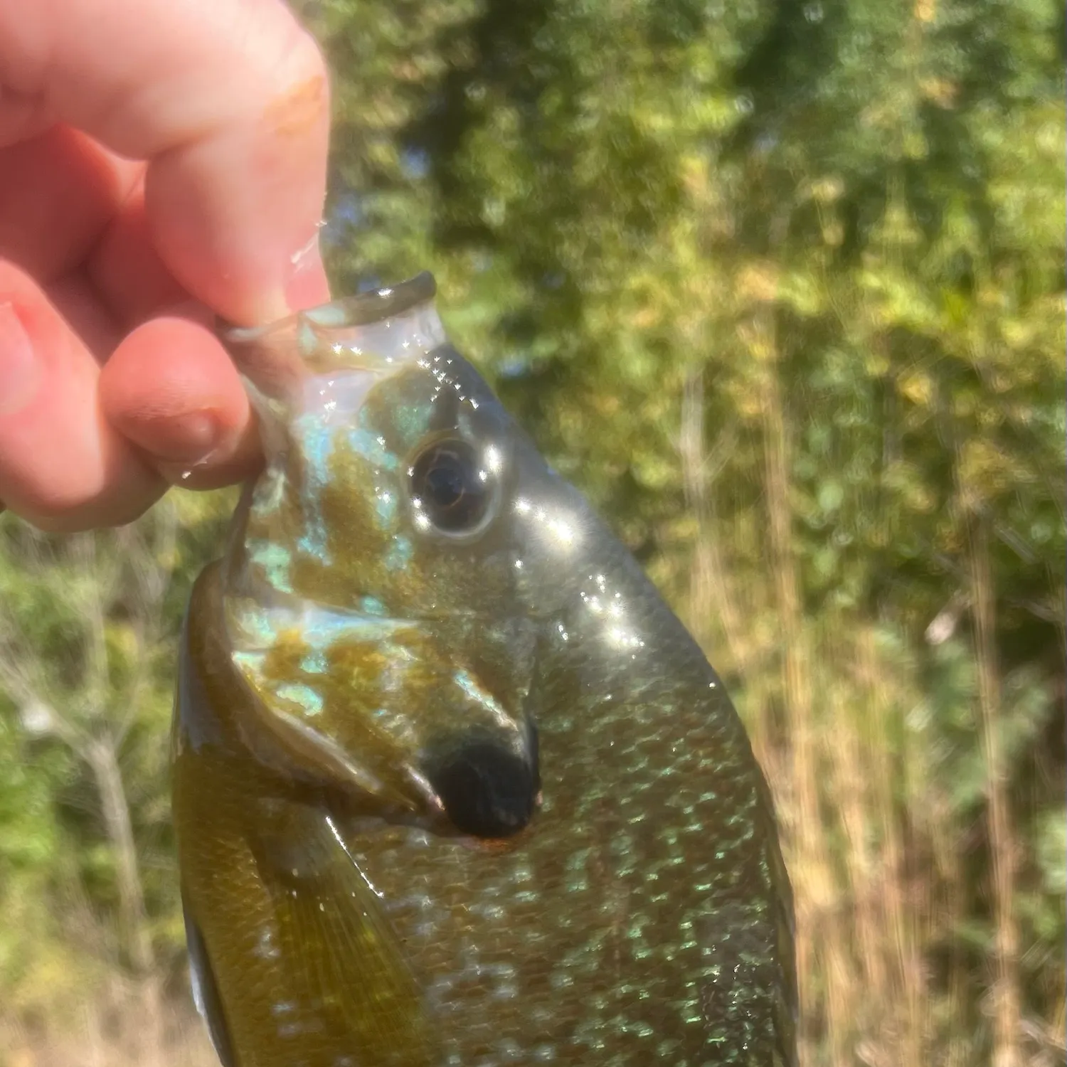 Greengill hybrid caught on Fishbrain