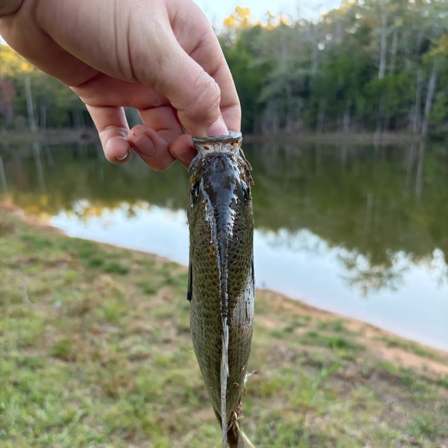The most recent Bluegill catches on Fishbrain