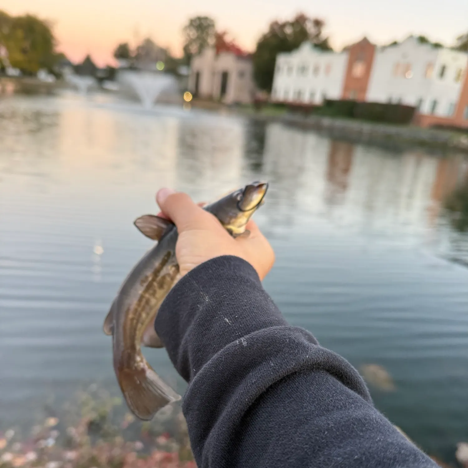Yellow bullhead caught on Fishbrain