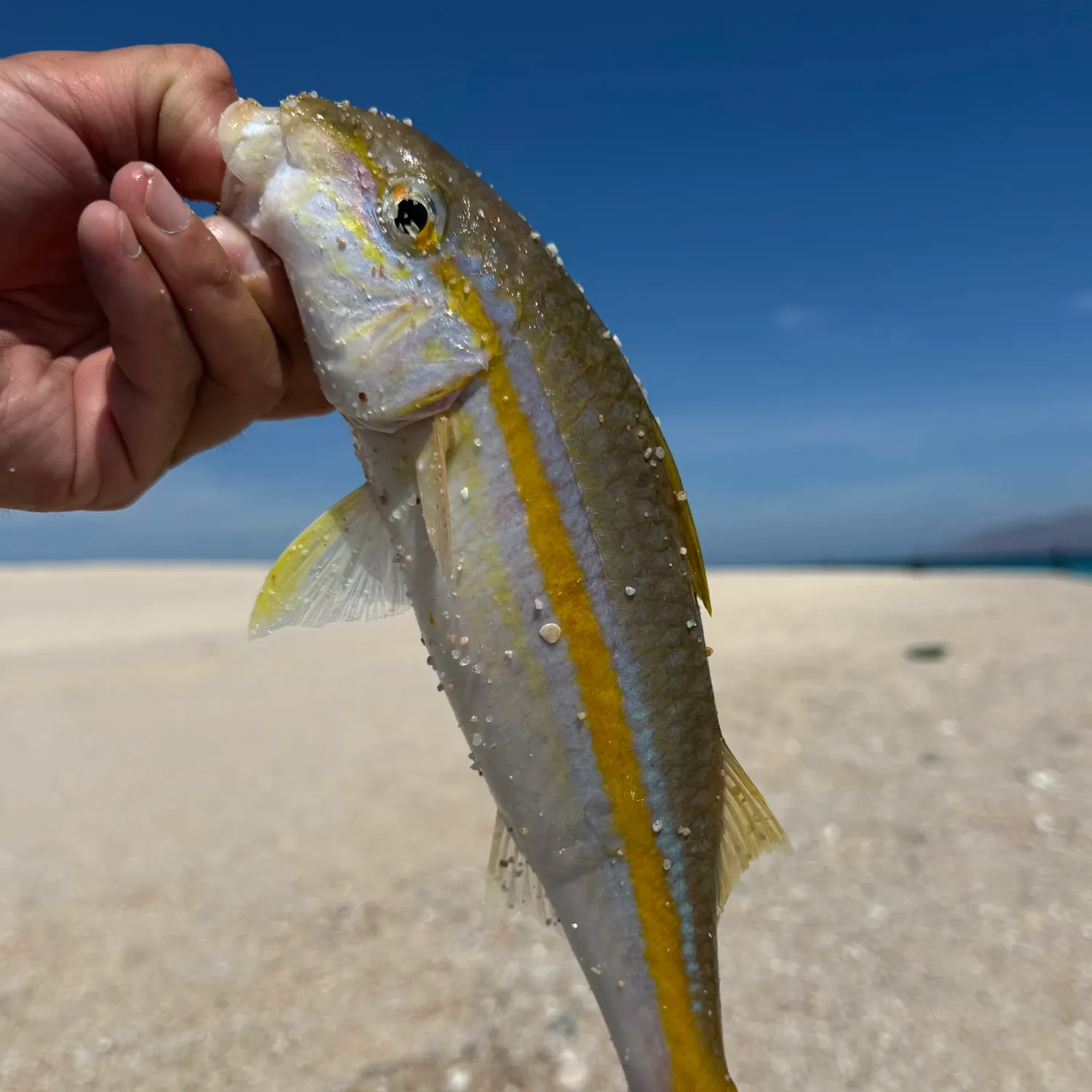 The most recent Yellow goatfish catches on Fishbrain