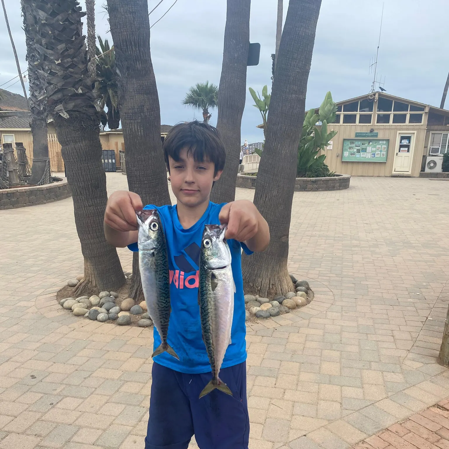 The most recent Pacific chub mackerel catches on Fishbrain