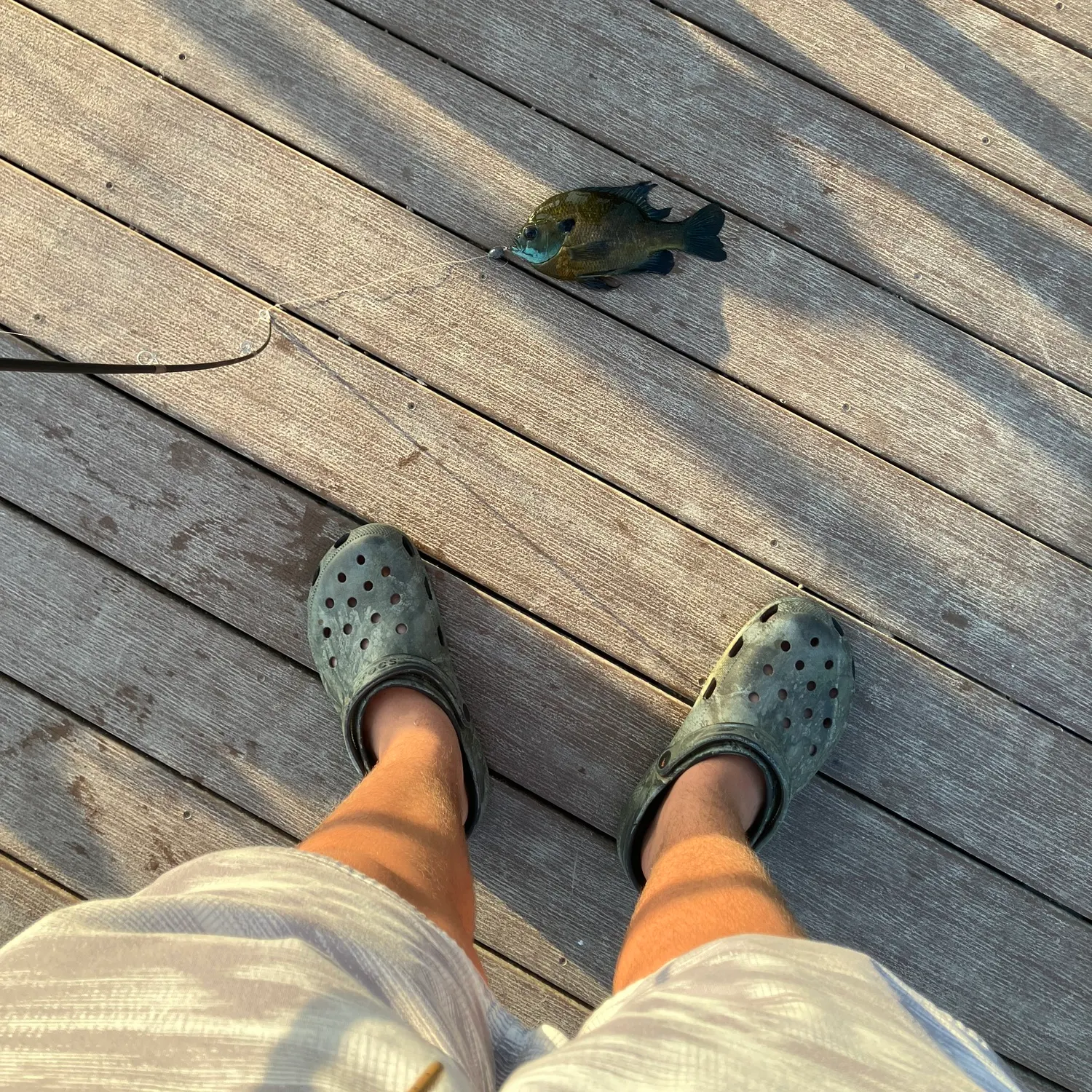 The most recent Coppernose bluegill catches on Fishbrain