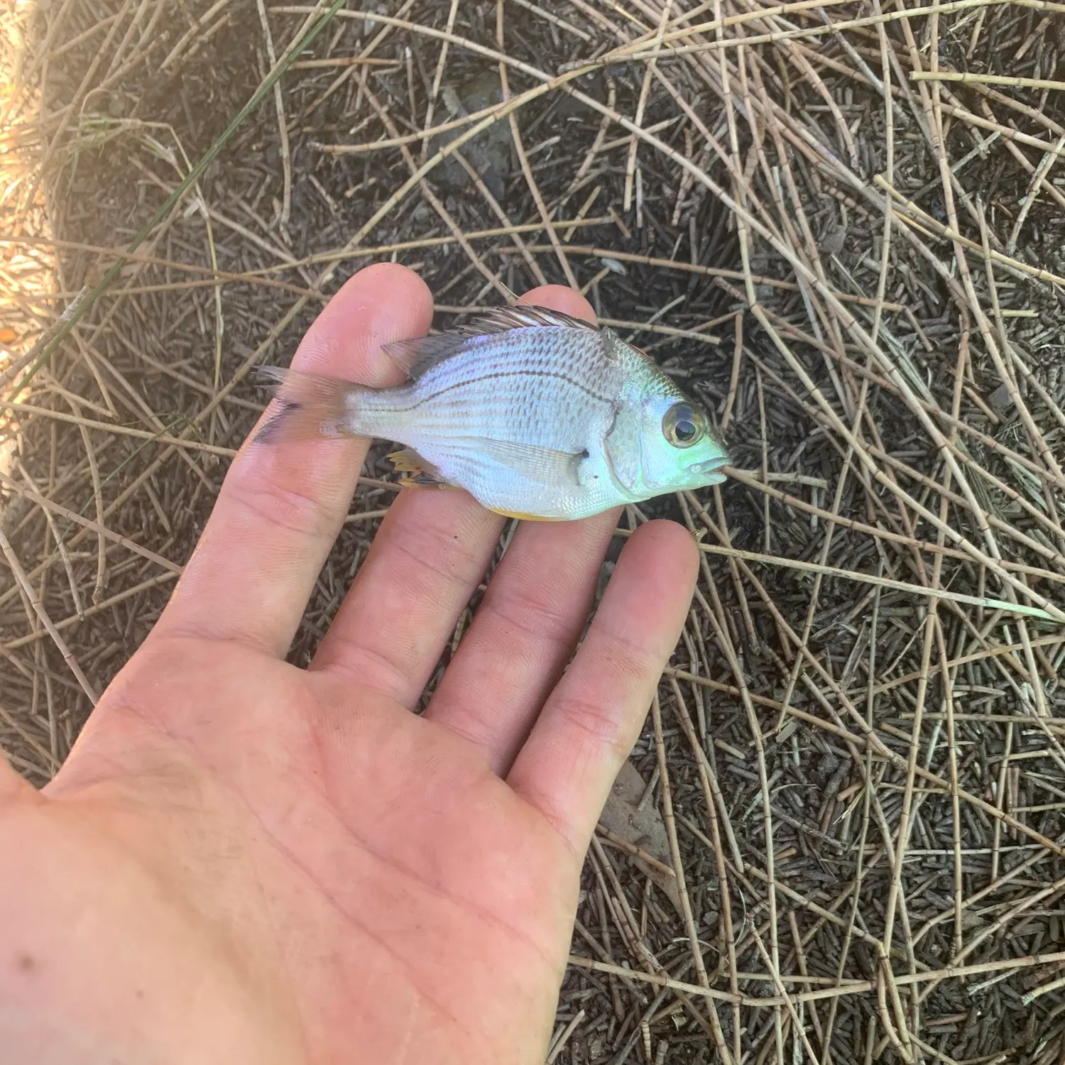 The most recent Surf bream catches on Fishbrain