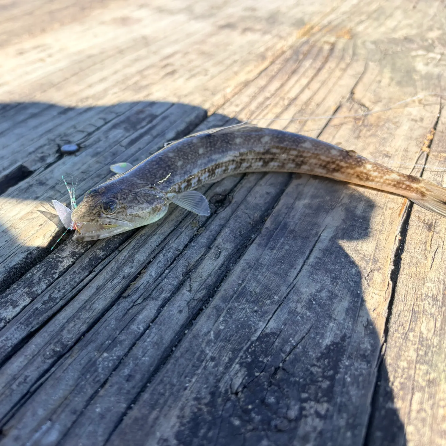 Inshore lizardfish caught on Fishbrain