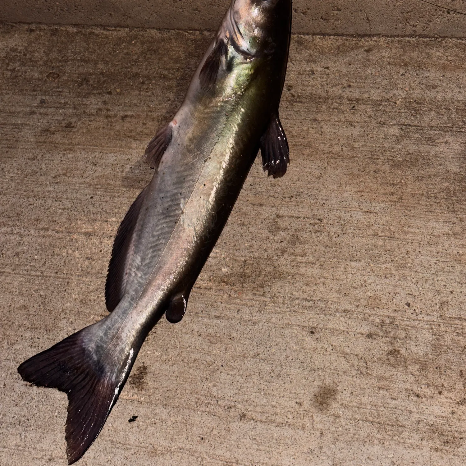 Channel catfish caught on Fishbrain