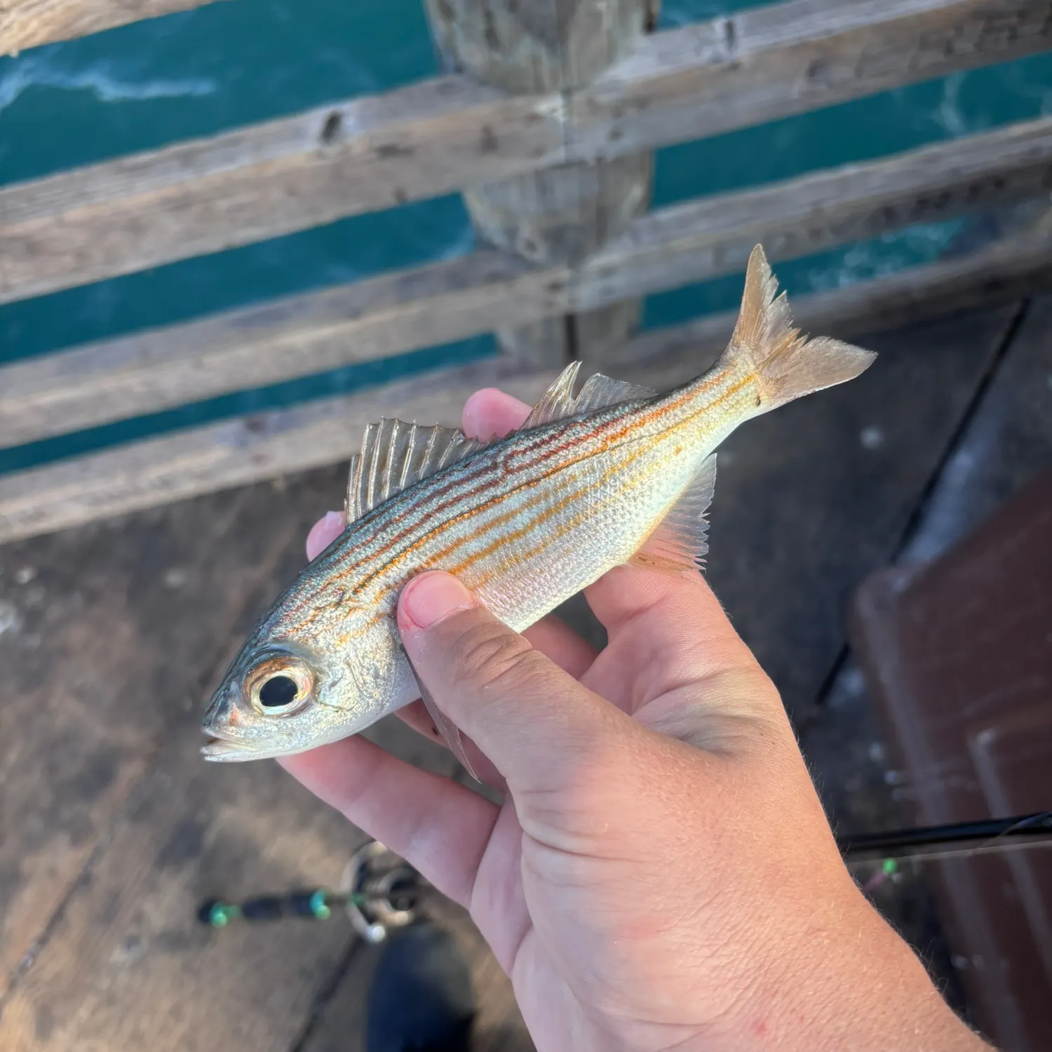 The most recent Californian salema catches on Fishbrain