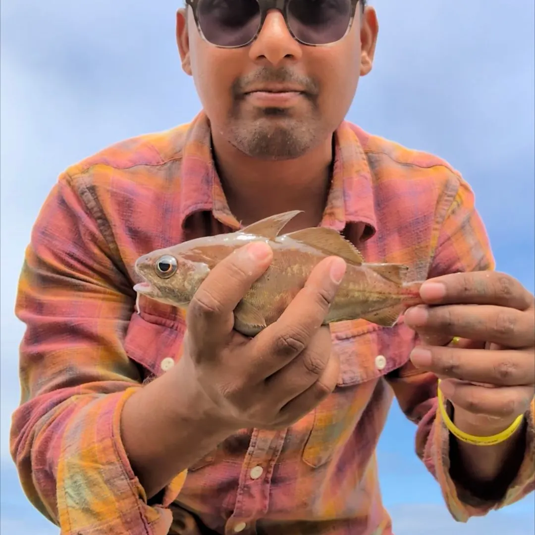 The most recent Red codling catches on Fishbrain