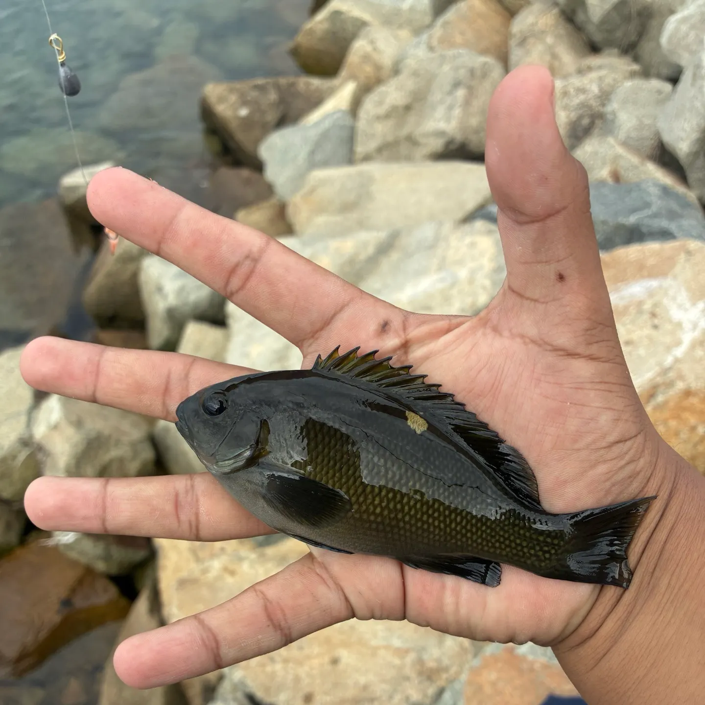 Opaleye caught on Fishbrain