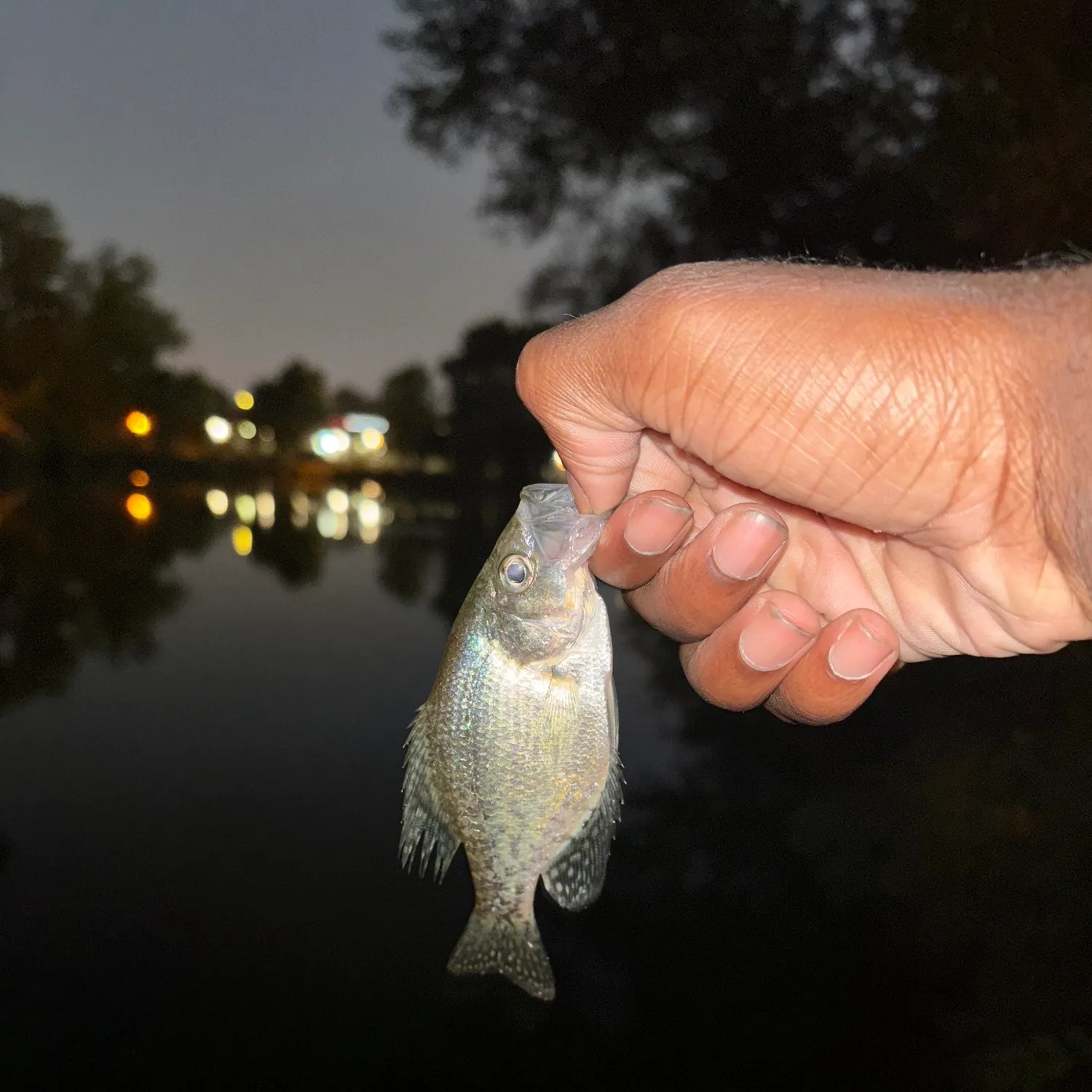 Black crappie caught on Fishbrain
