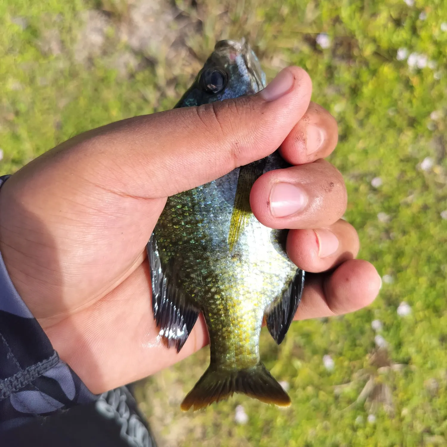 Bluegill caught on Fishbrain