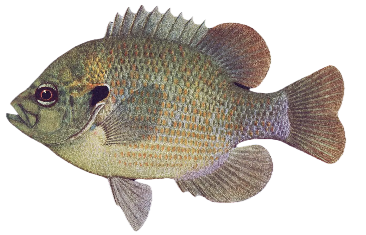 Redspotted sunfish