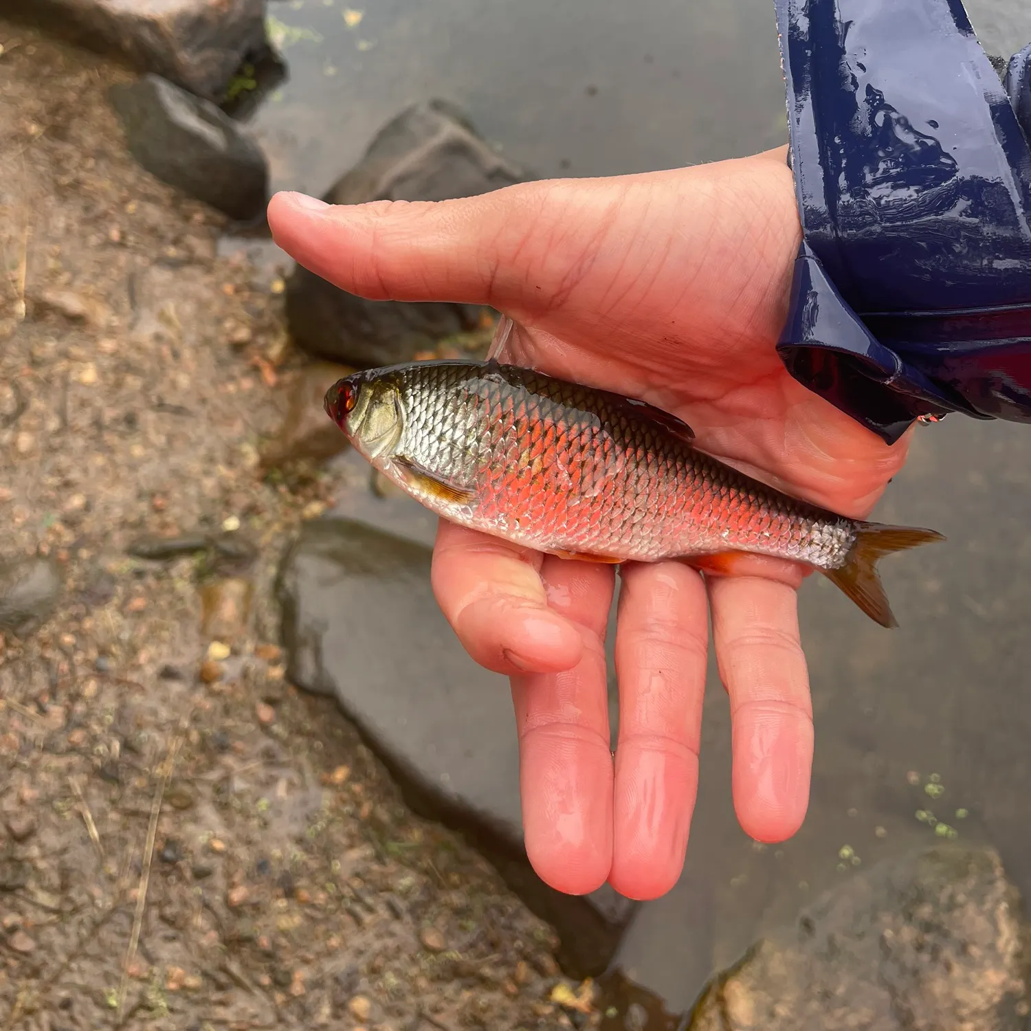 Common roach caught on Fishbrain