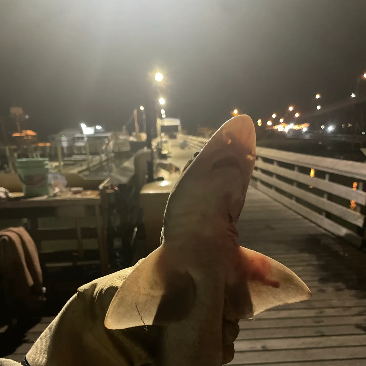 Nurse shark caught on Fishbrain