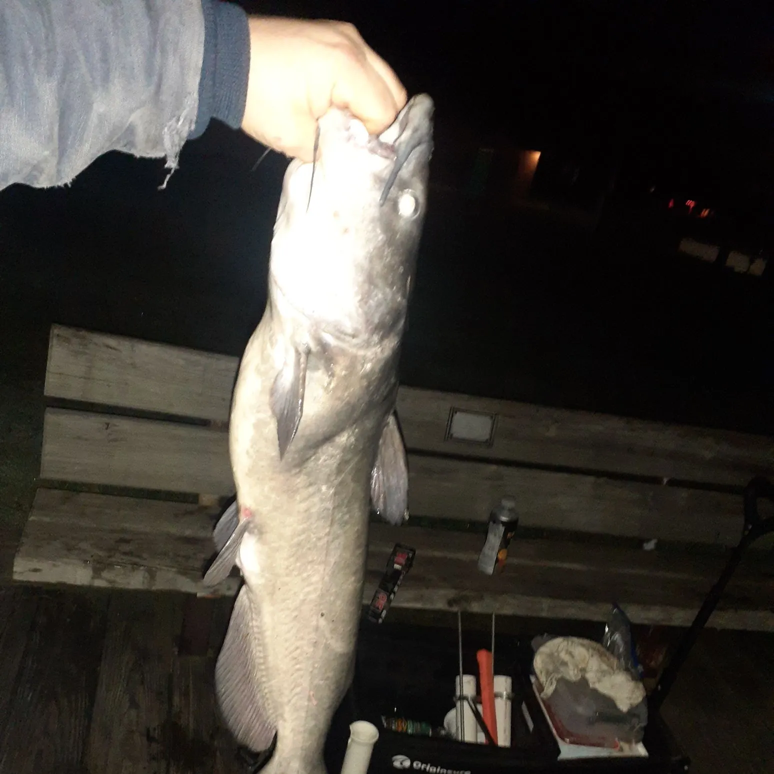 Channel catfish caught on Fishbrain