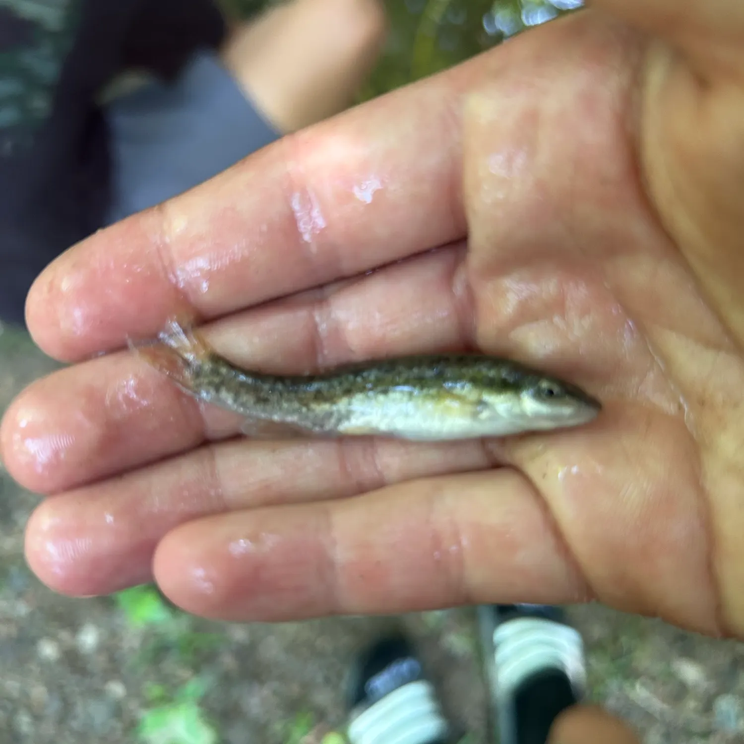 The most recent Western blacknose dace catches on Fishbrain