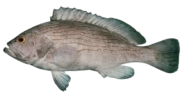 Wavy-lined grouper