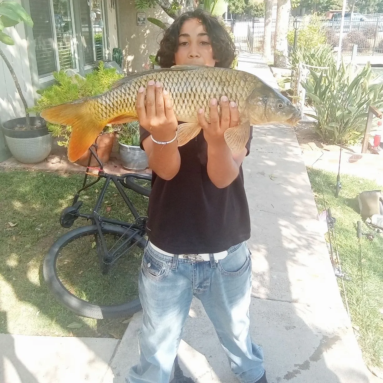 The most recent Common carp catches on Fishbrain