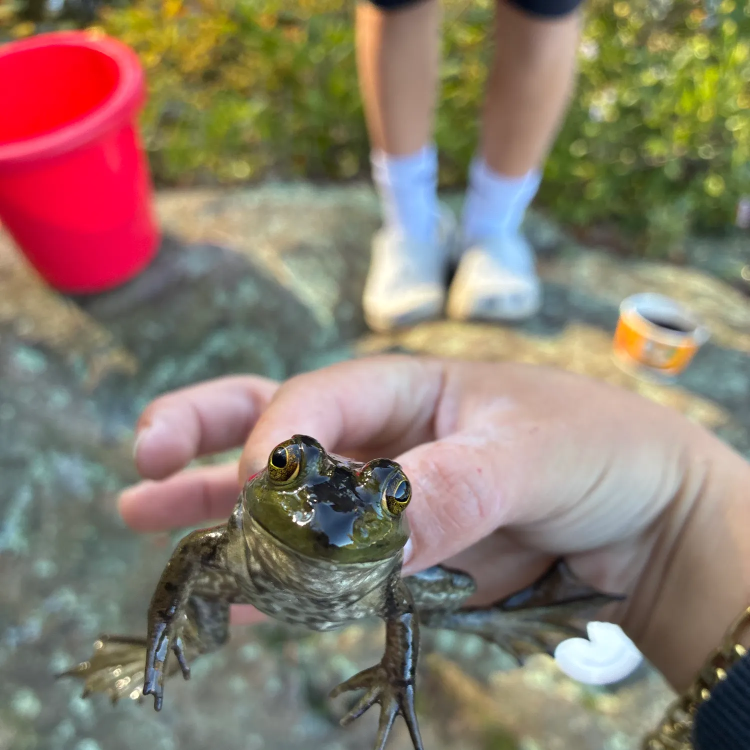 Fish caught on Fishbrain