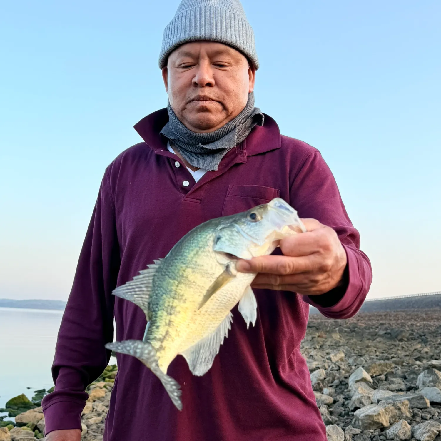 White crappie caught on Fishbrain