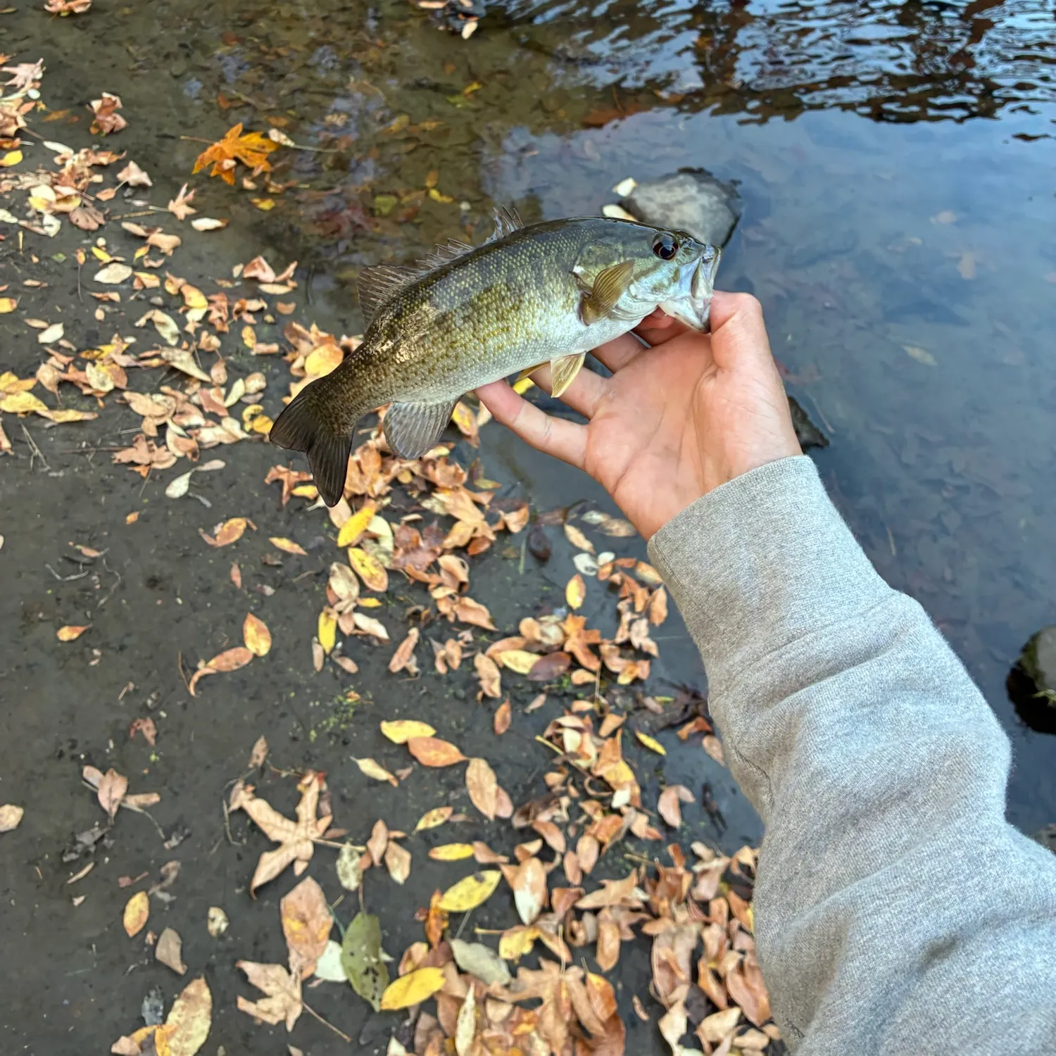 Smallmouth bass caught on Fishbrain