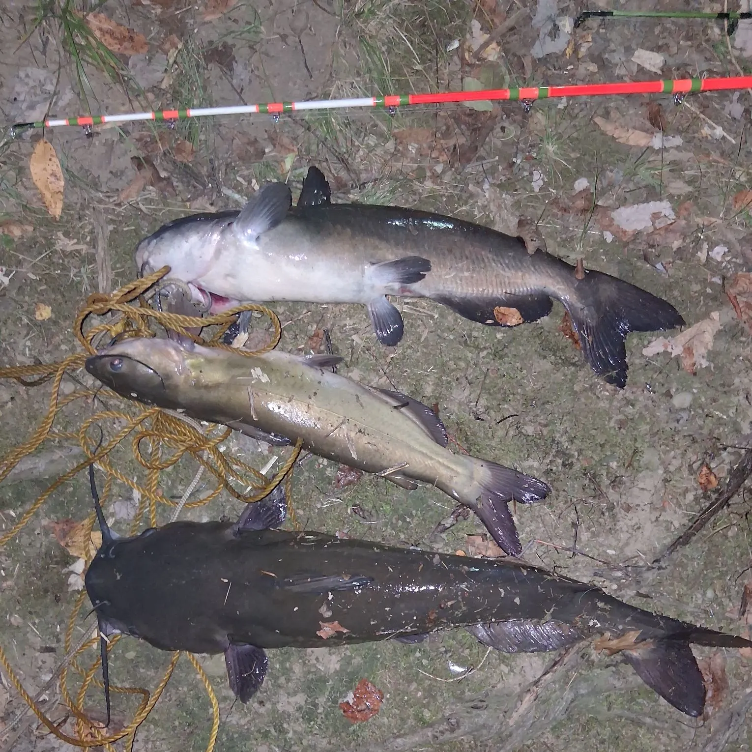 Channel catfish caught on Fishbrain