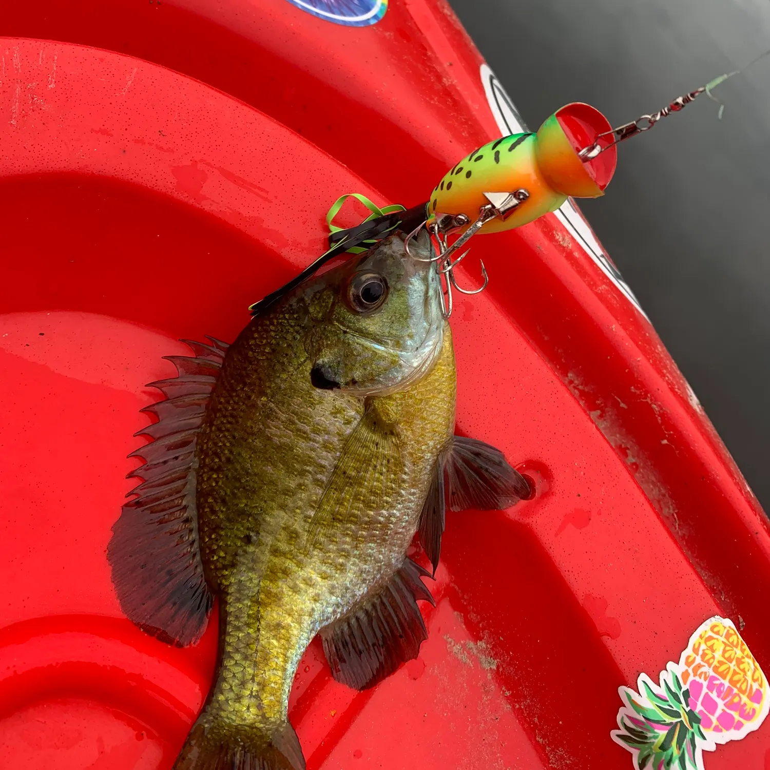 Bluegill caught on Fishbrain