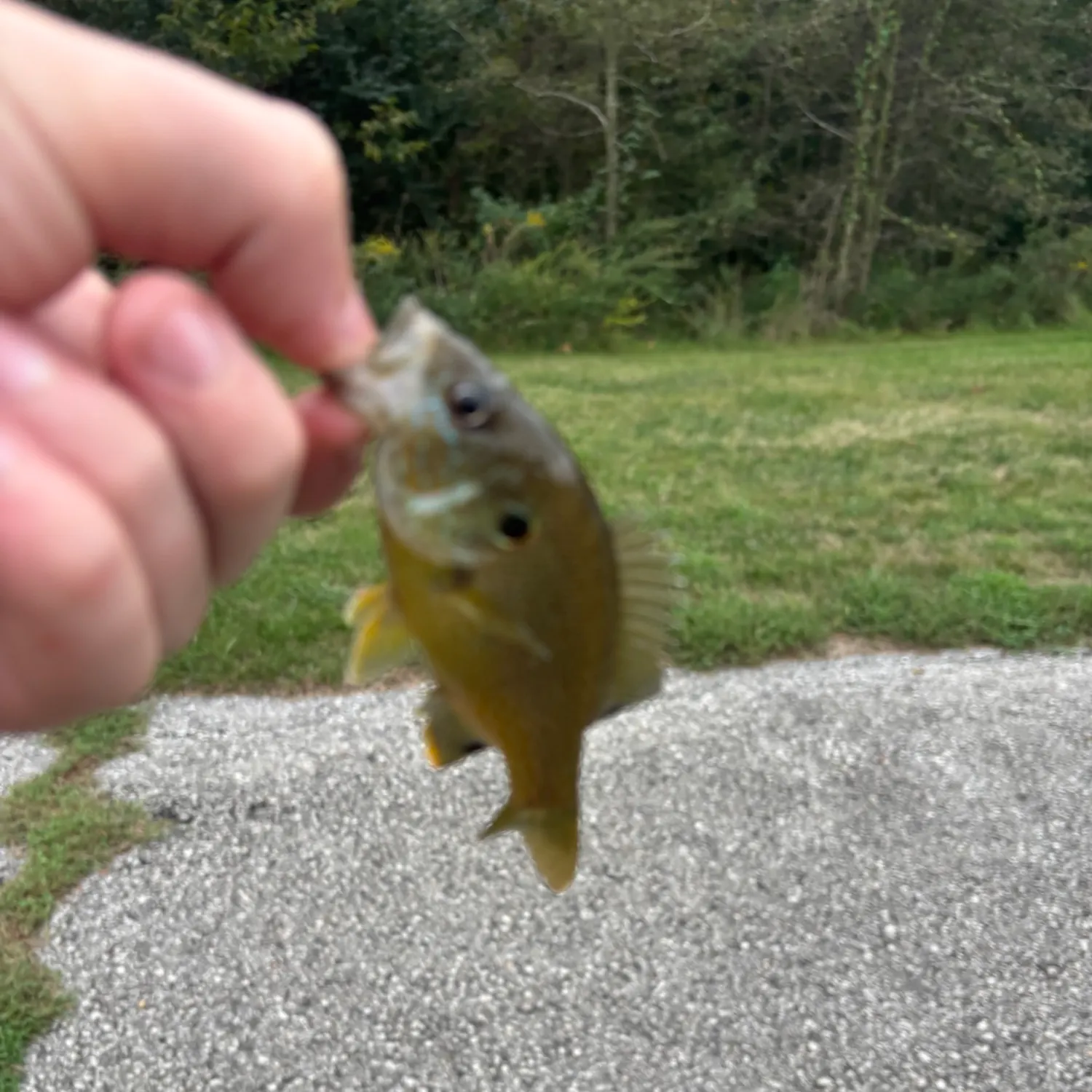 Green sunfish caught on Fishbrain