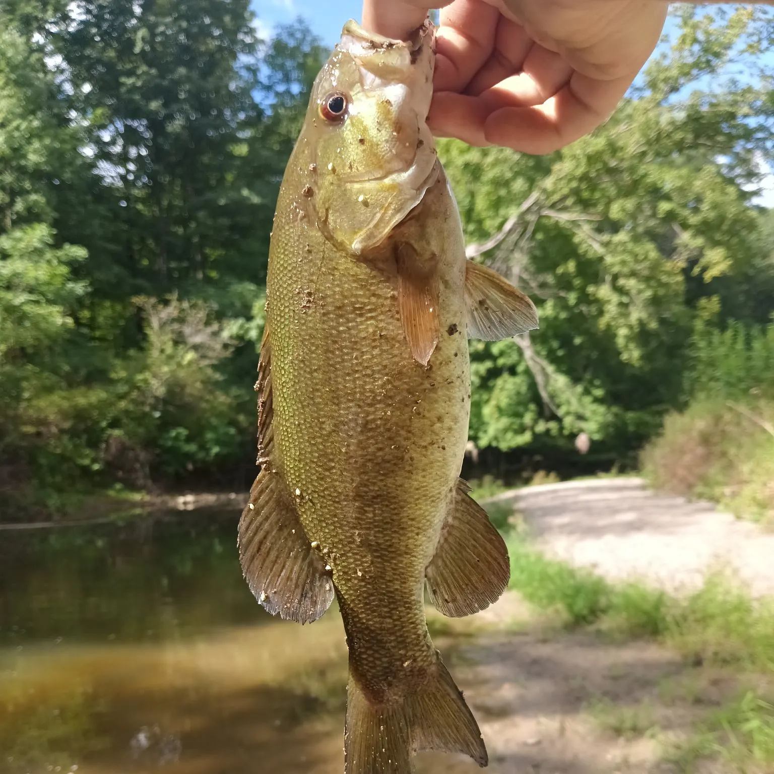 Smallmouth bass caught on Fishbrain