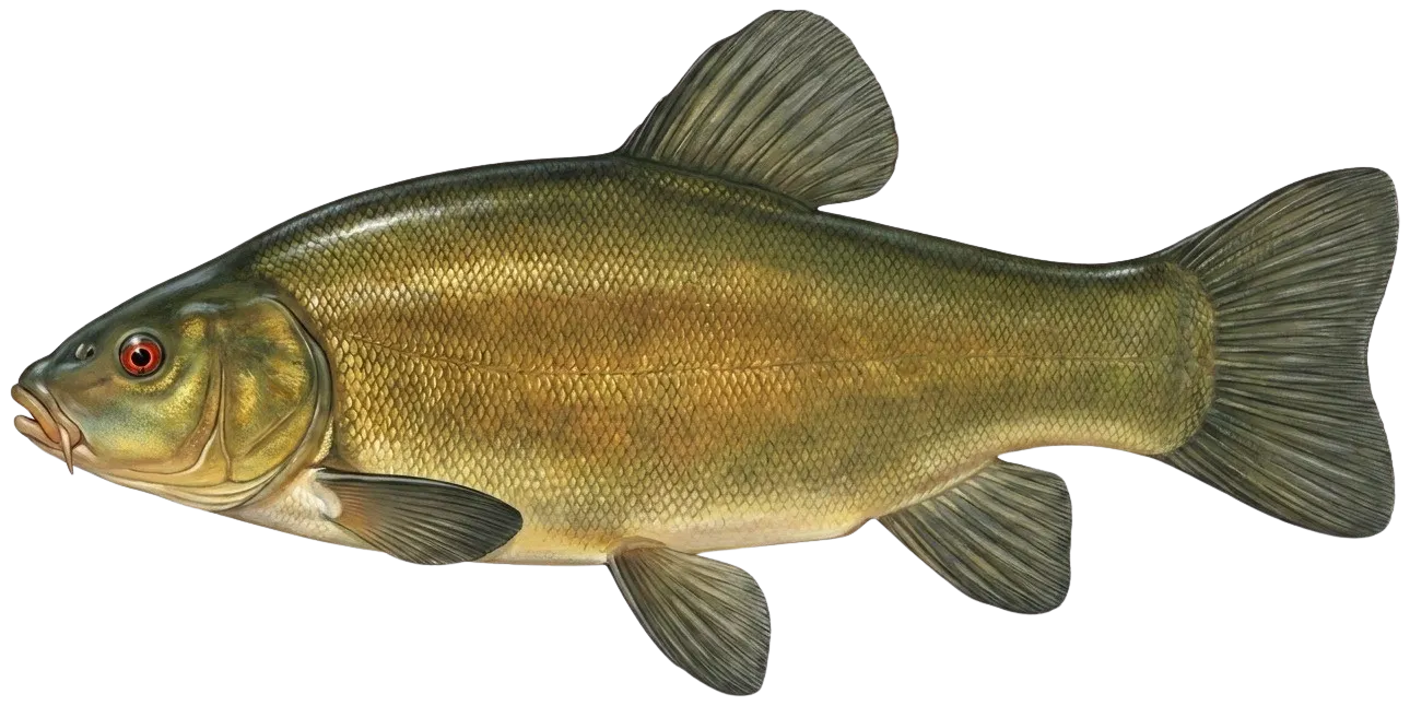 Tench