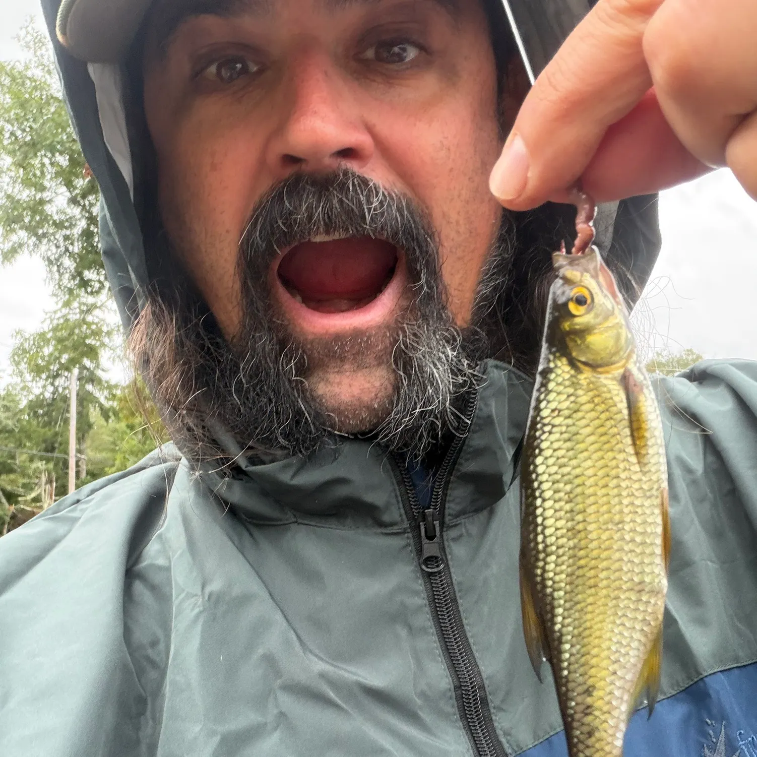 Golden shiner caught on Fishbrain