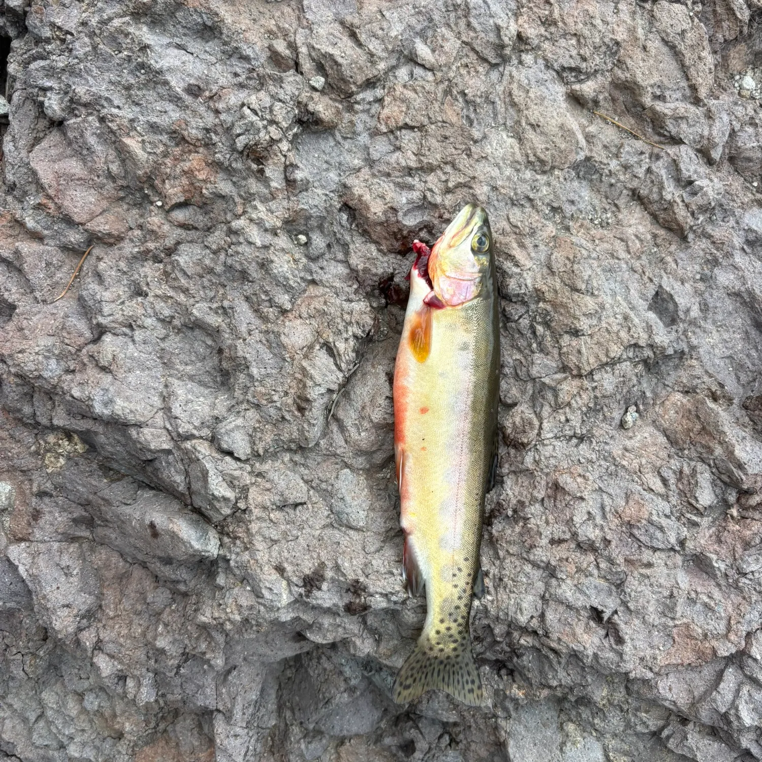 The most recent Golden trout catches on Fishbrain