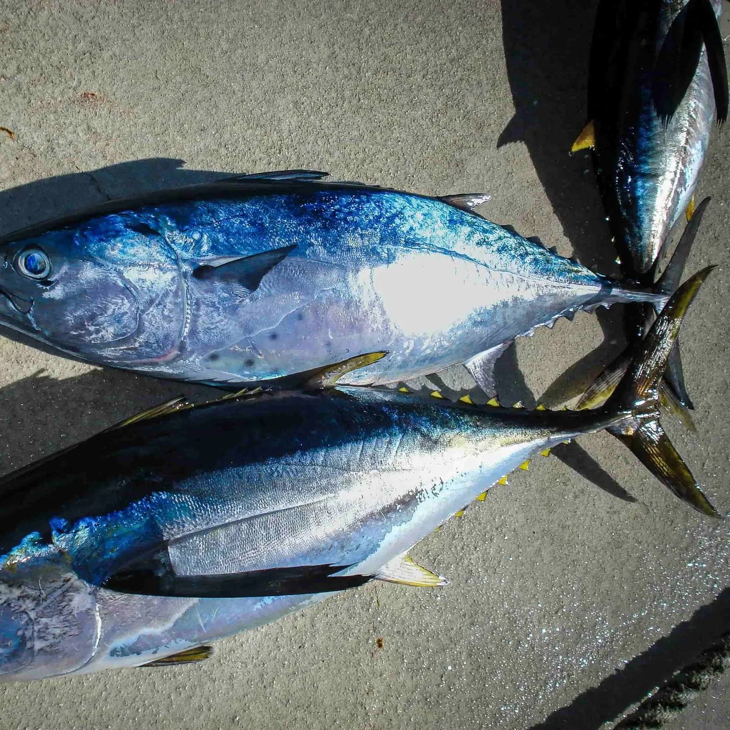 The most recent Atlantic bluefin tuna catches on Fishbrain