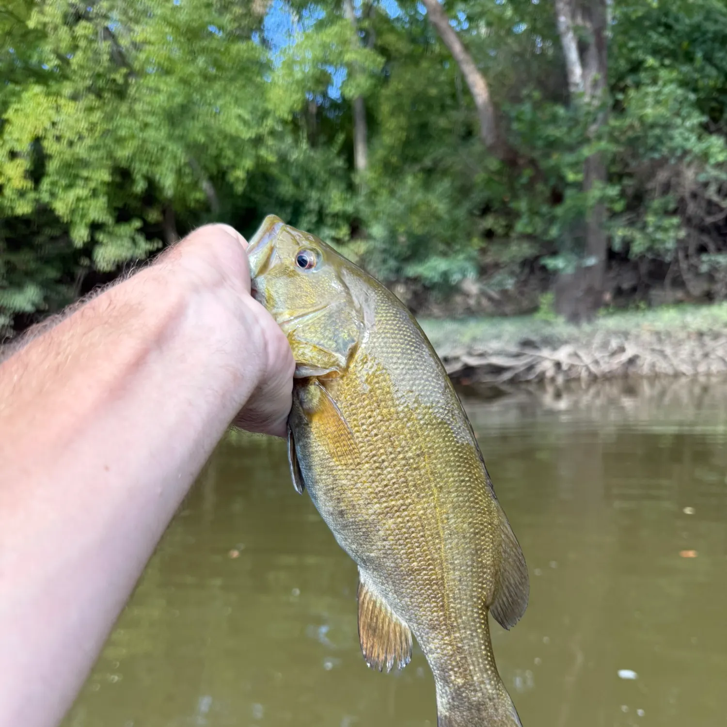 Smallmouth bass caught on Fishbrain