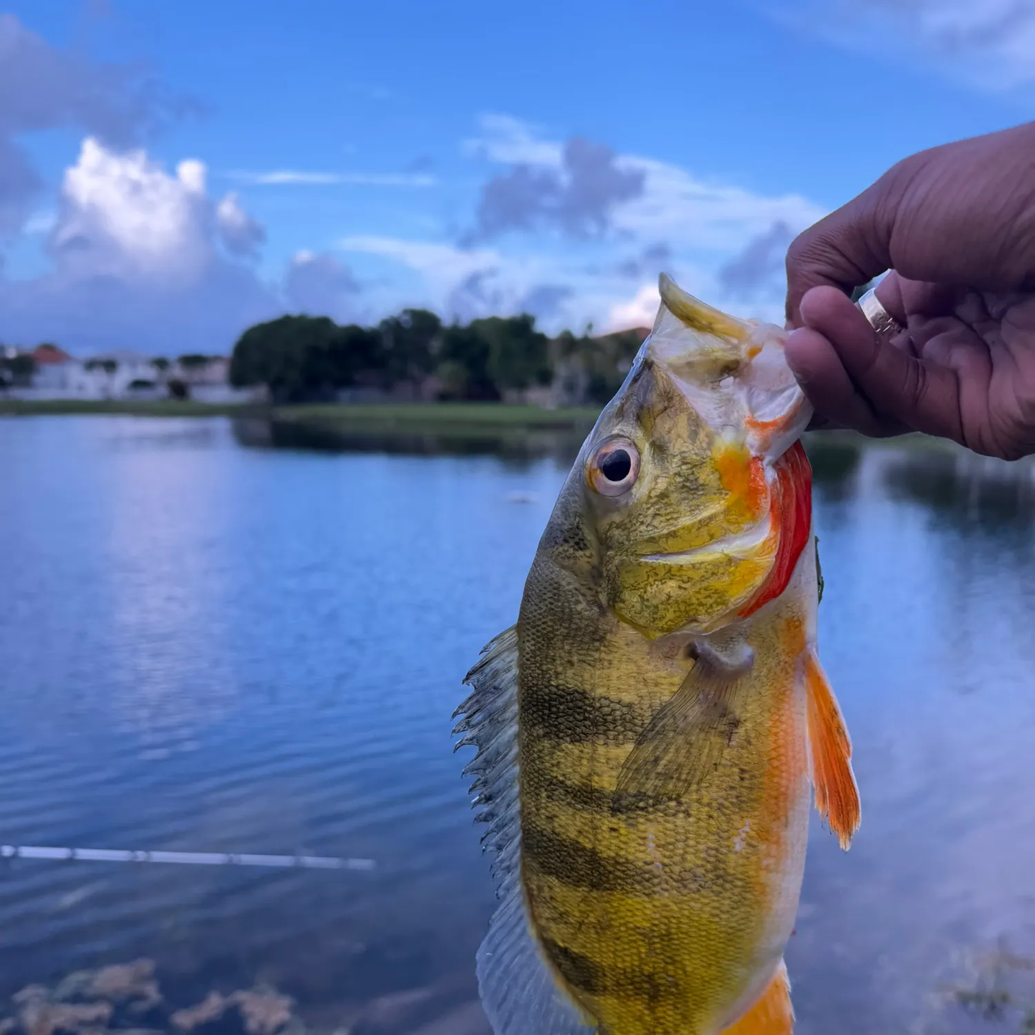 The most recent Butterfly peacock bass catches on Fishbrain