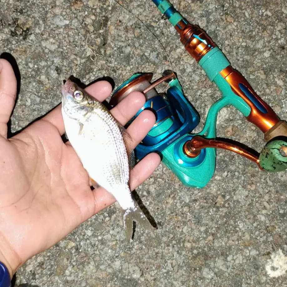 The most recent White seaperch catches on Fishbrain