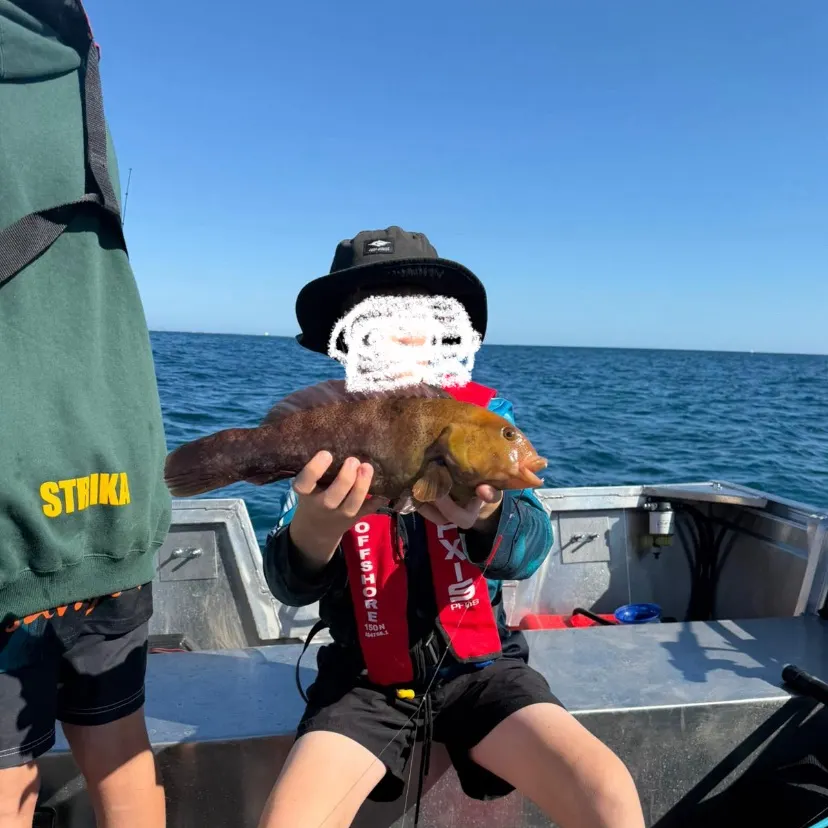 The most recent Graphic tuskfish catches on Fishbrain