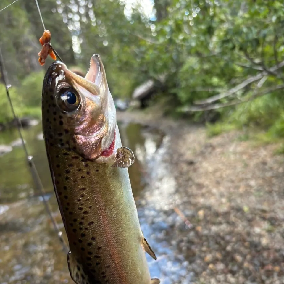 Cutbow caught on Fishbrain