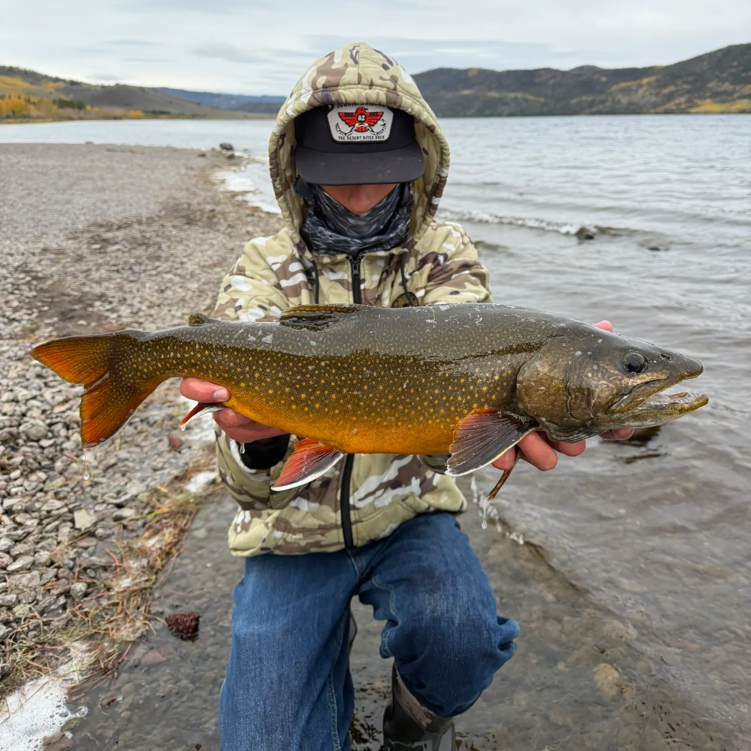 Splake caught on Fishbrain