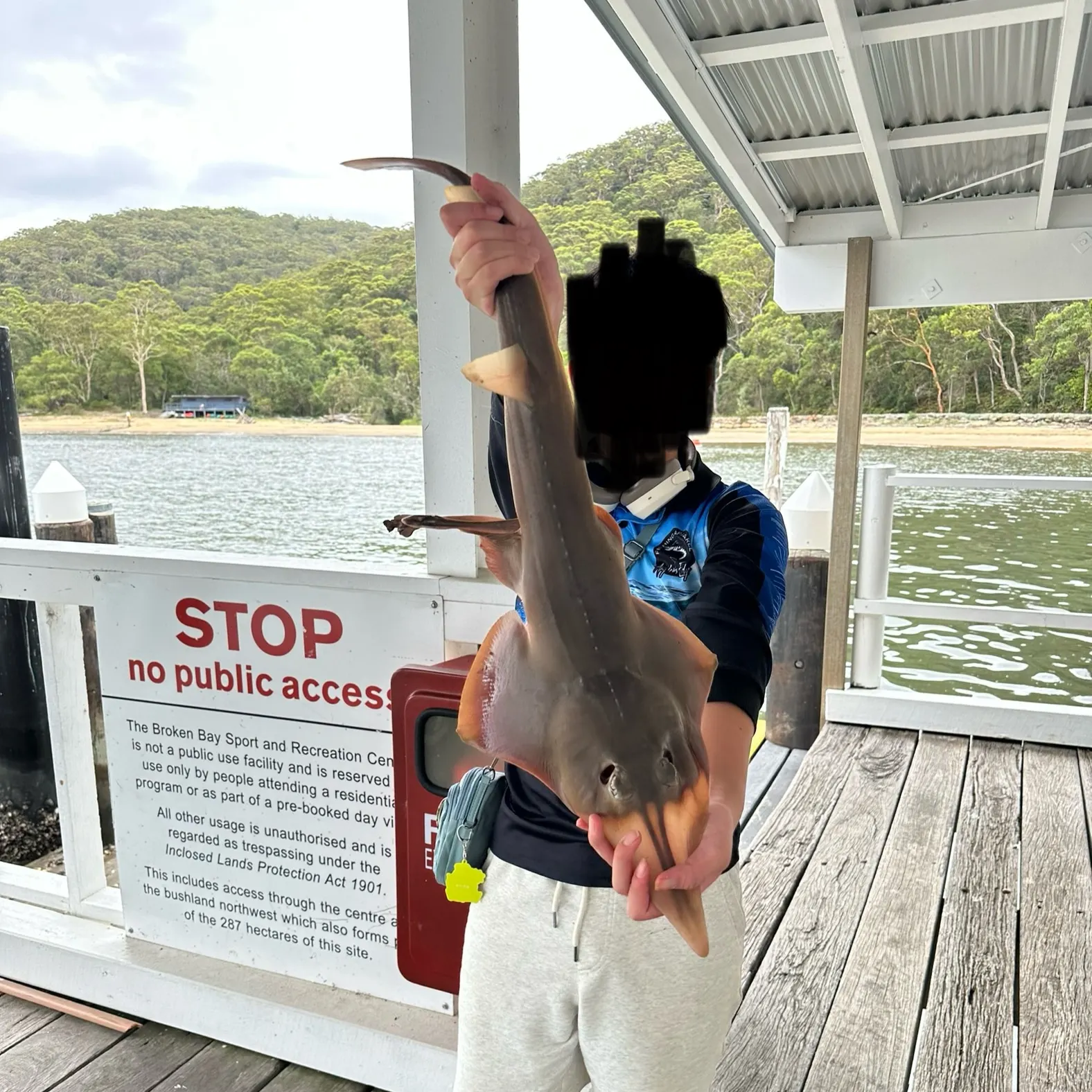 The most recent Pacific shovelnose guitarfish catches on Fishbrain