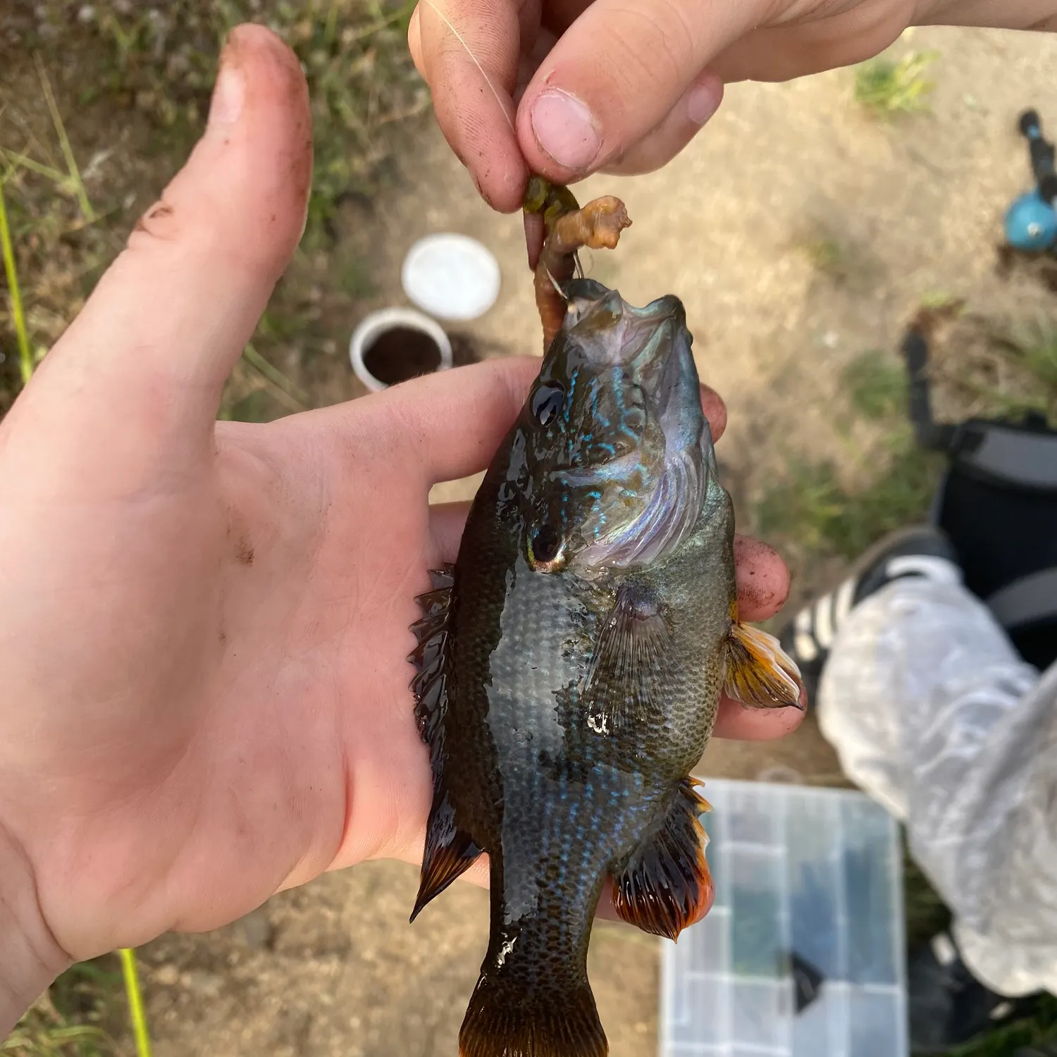 catch