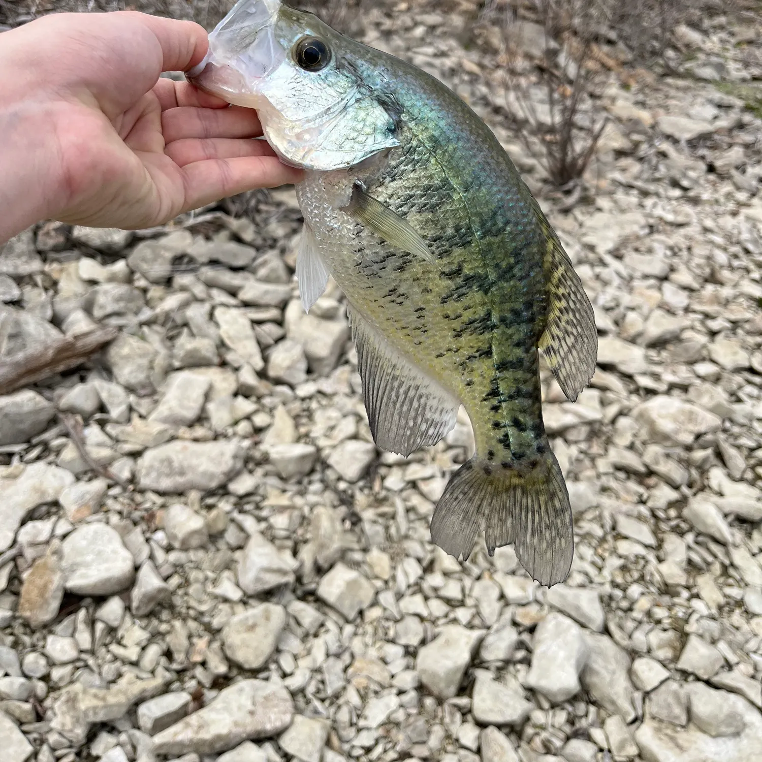 angler catch