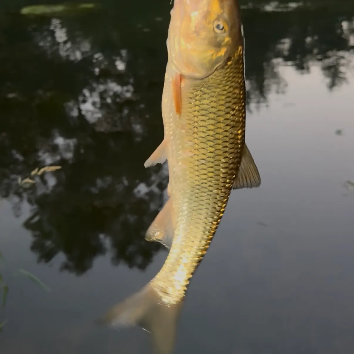 Fallfish caught on Fishbrain