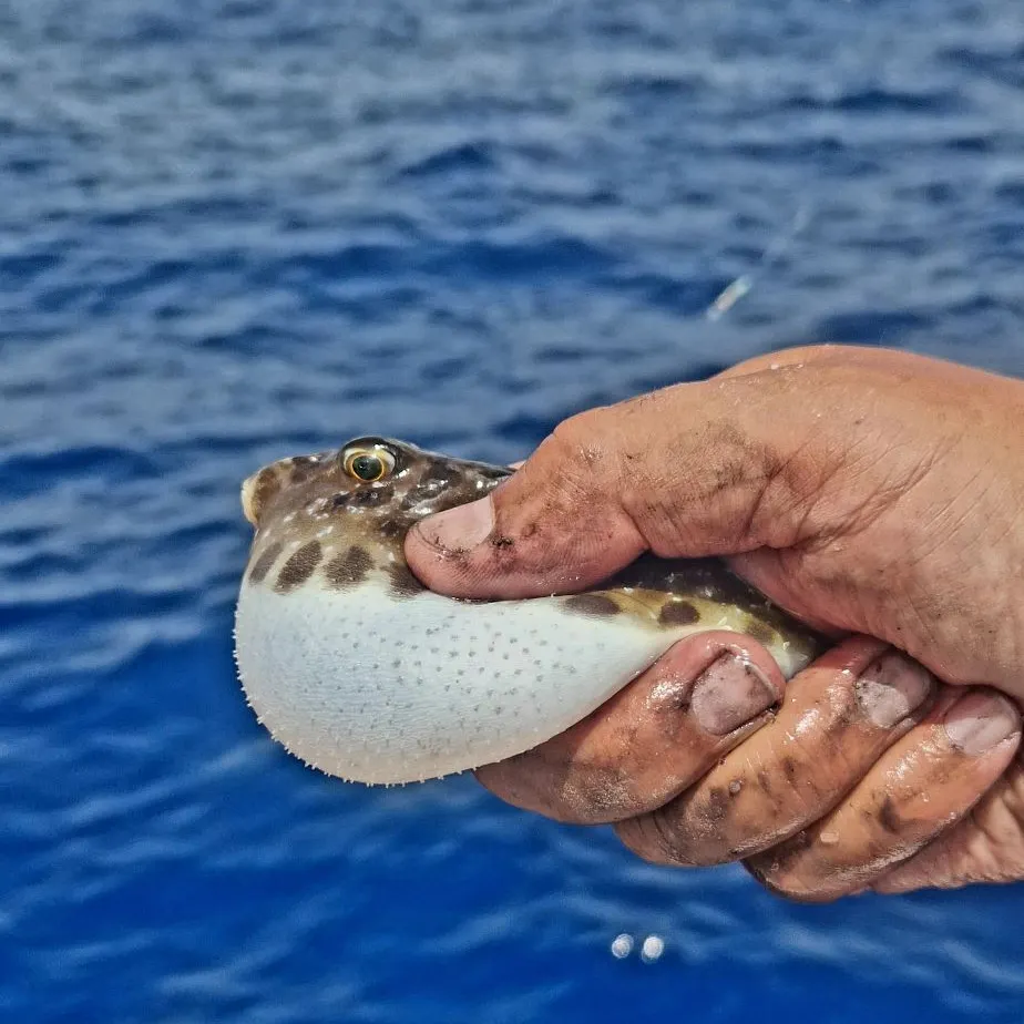 The most recent Guinean pufferfish catches on Fishbrain