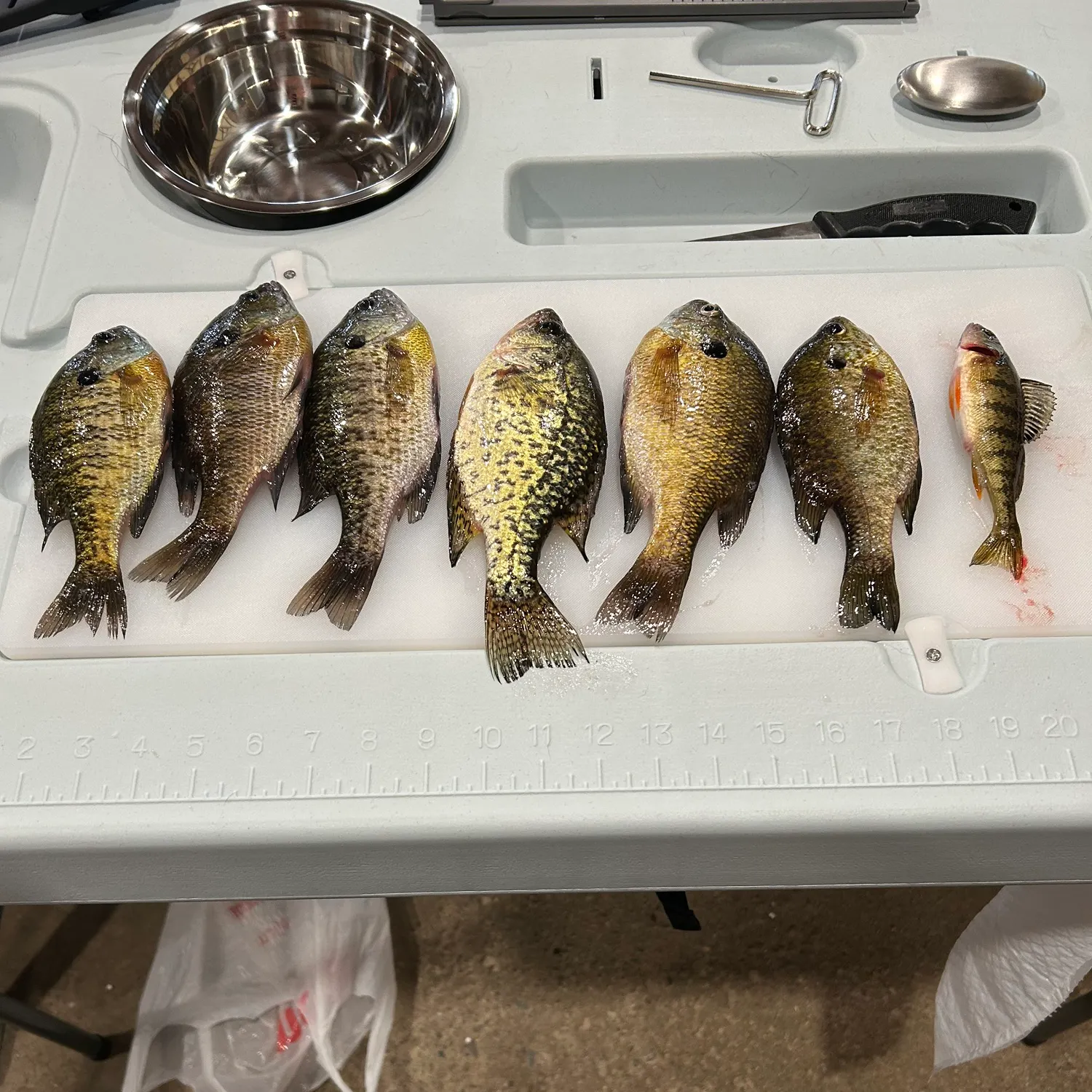 recently logged catches