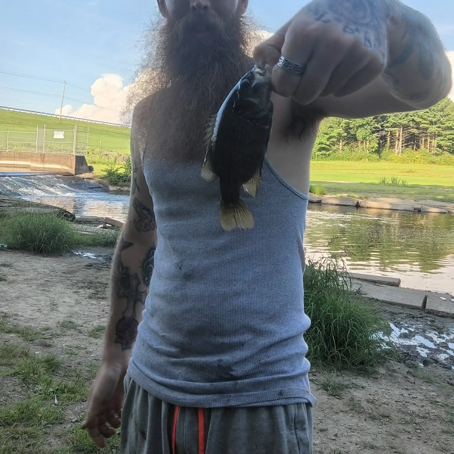 Rock bass caught on Fishbrain