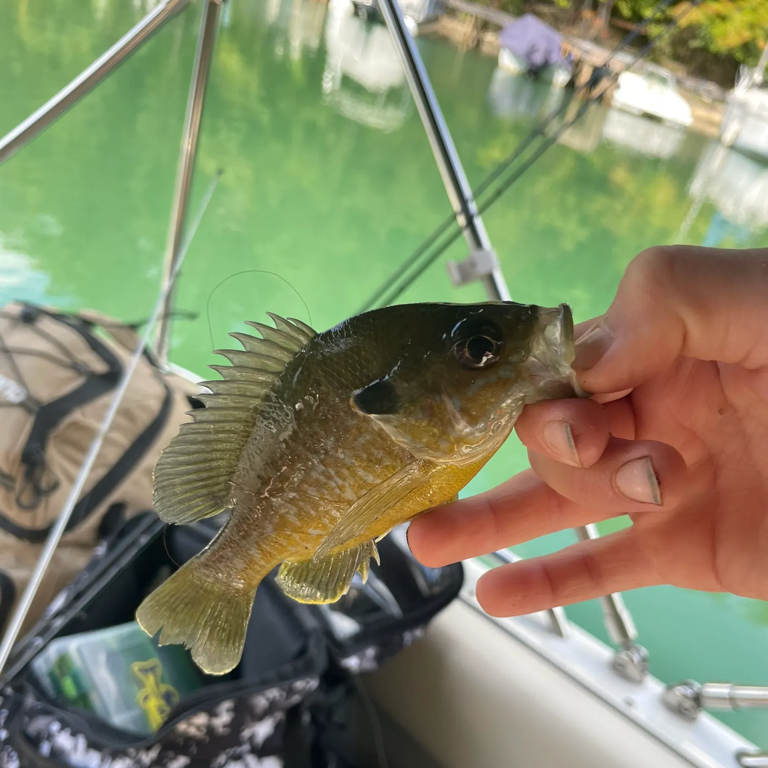 Green sunfish caught on Fishbrain