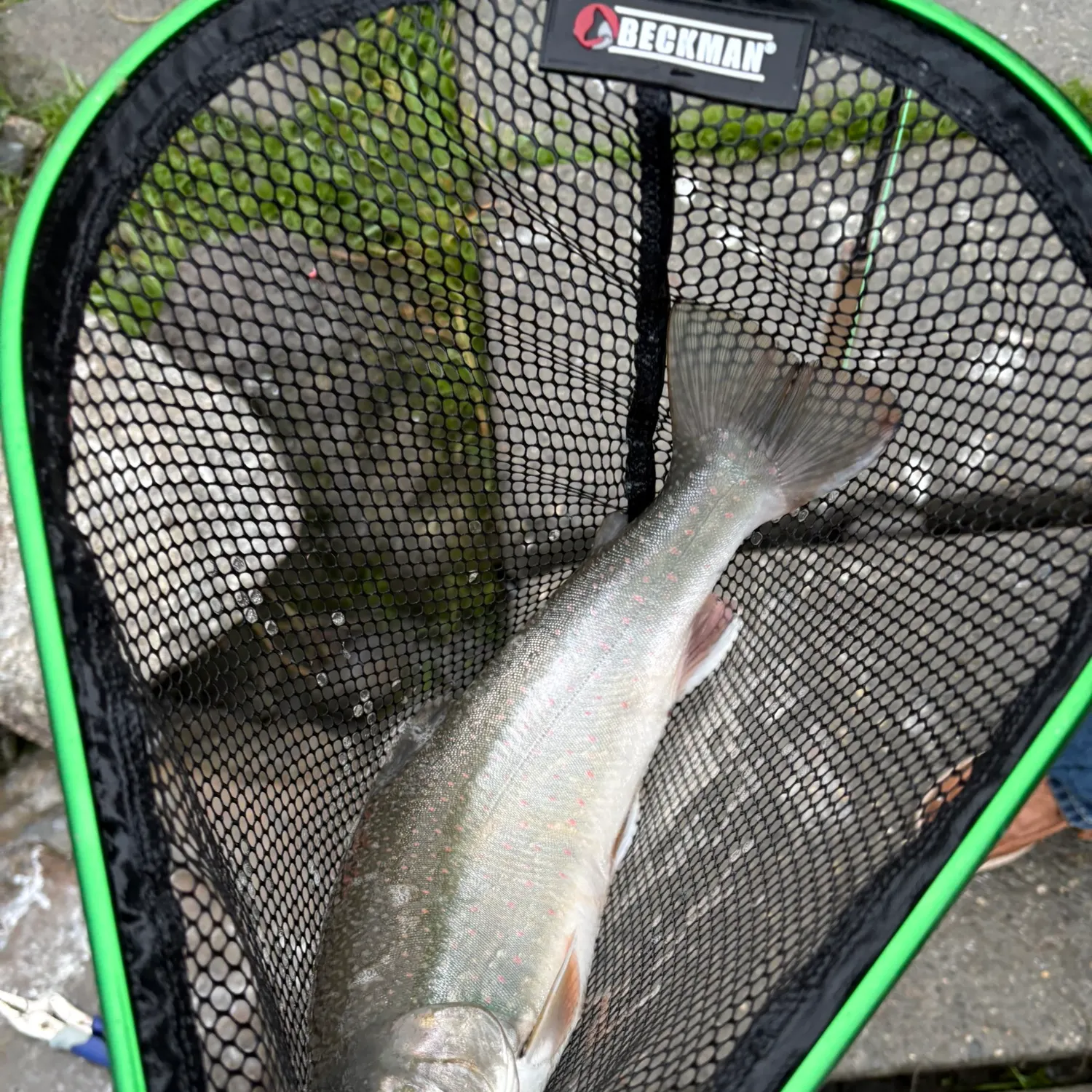 The most recent Dolly varden catches on Fishbrain